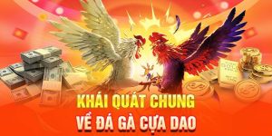 Giới thiệu cơ bản về đá gà cựa dao 