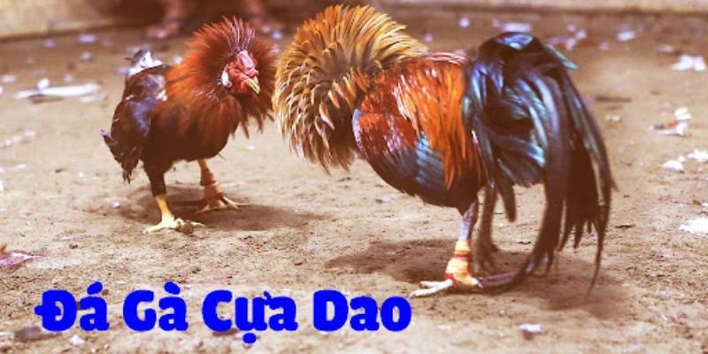 Các loại hình cựa dao được yêu thích 2024 