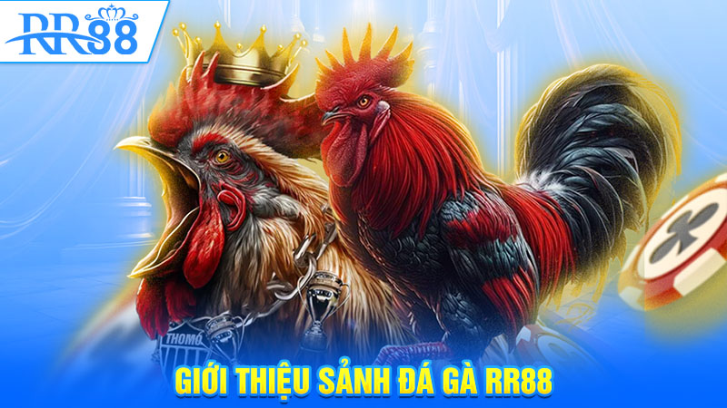 Giới thiệu sảnh đá gà RR88