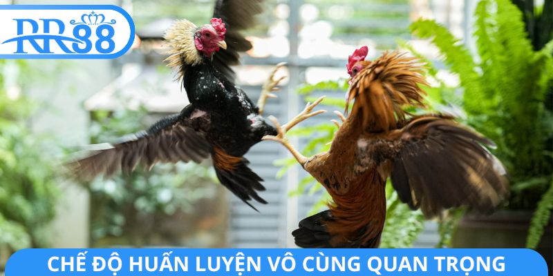 Chế độ huấn luyện vô cùng quan trọng