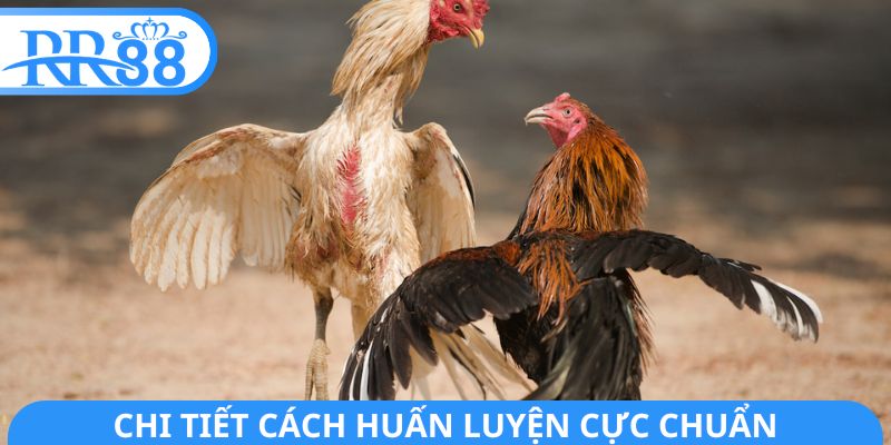 Chi tiết cách huấn luyện cực chuẩn