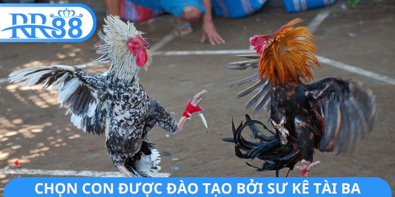 Chọn con được đào tạo bởi sư kê tài ba