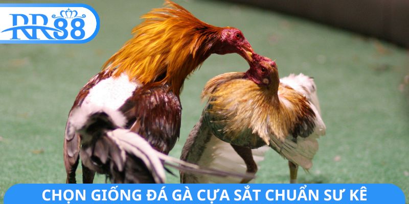 Chọn giống đá gà cựa sắt chuẩn sư kê