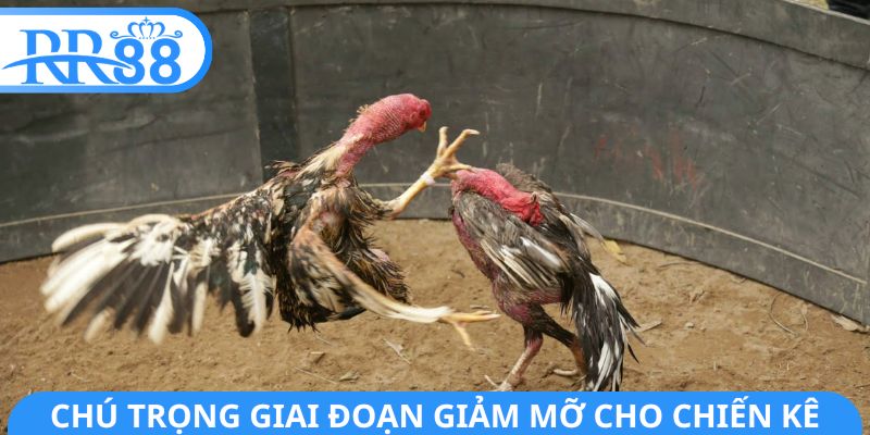 Chú trọng giai đoạn giảm mỡ cho chiến kê