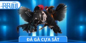 Đá Gà Cựa Sắt