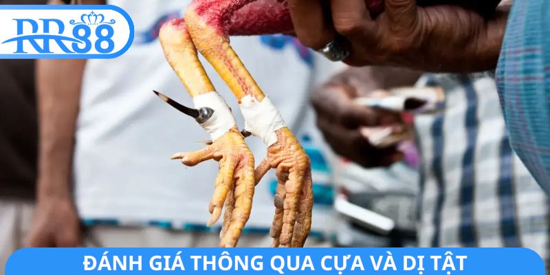 Đánh giá thông qua cựa và dị tật