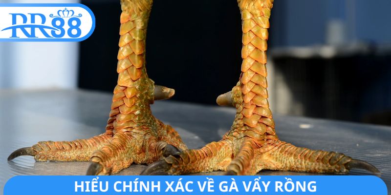 Hiểu chính xác về gà vẩy rồng