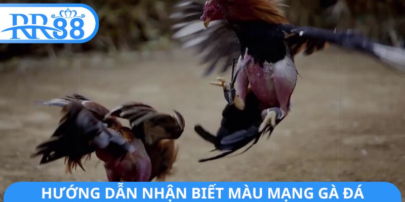 Hướng dẫn nhận biết màu mạng gà đá
