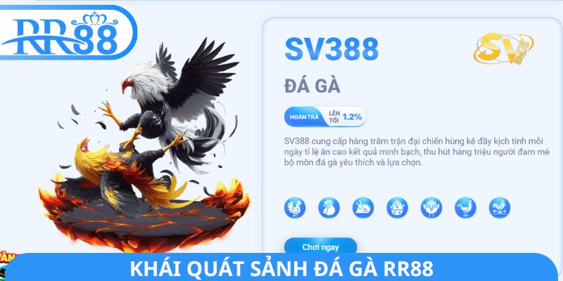 Khái quát sảnh đá gà RR88