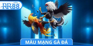 Màu Mạng Gà Đá