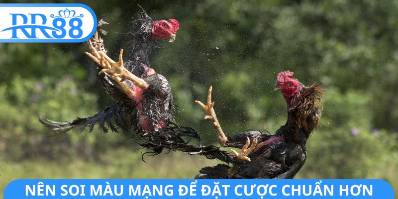Nên soi màu mạng để đặt cược chuẩn hơn