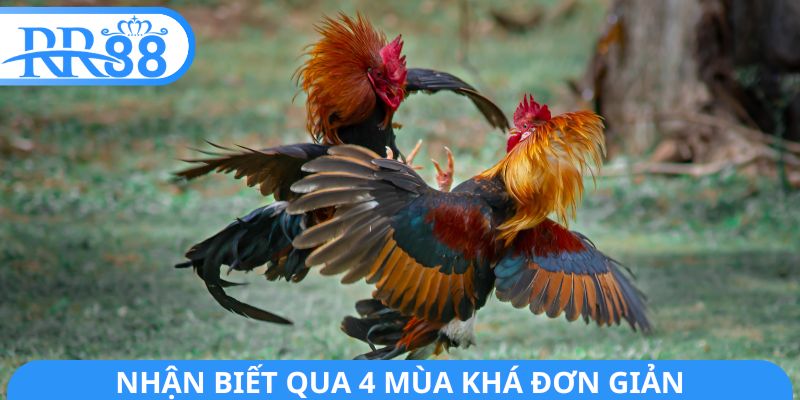 Nhận biết qua 4 mùa khá đơn giản