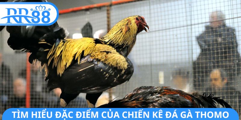 Tìm hiểu đặc điểm của chiến kê đá gà Thomo