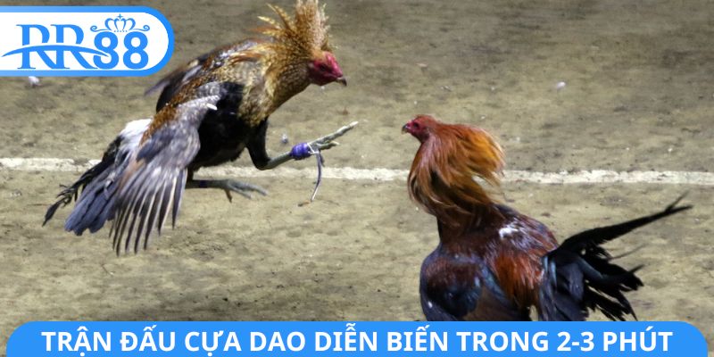 Trận đấu cựa dao diễn biến trong 2-3 phút
